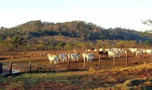 https://agenciabrasil.ebc.com.br/geral/noticia/2023-12/pecuaria-e-principal-vetor-de-derrubada-de-vegetacao-na-america-do-sul#